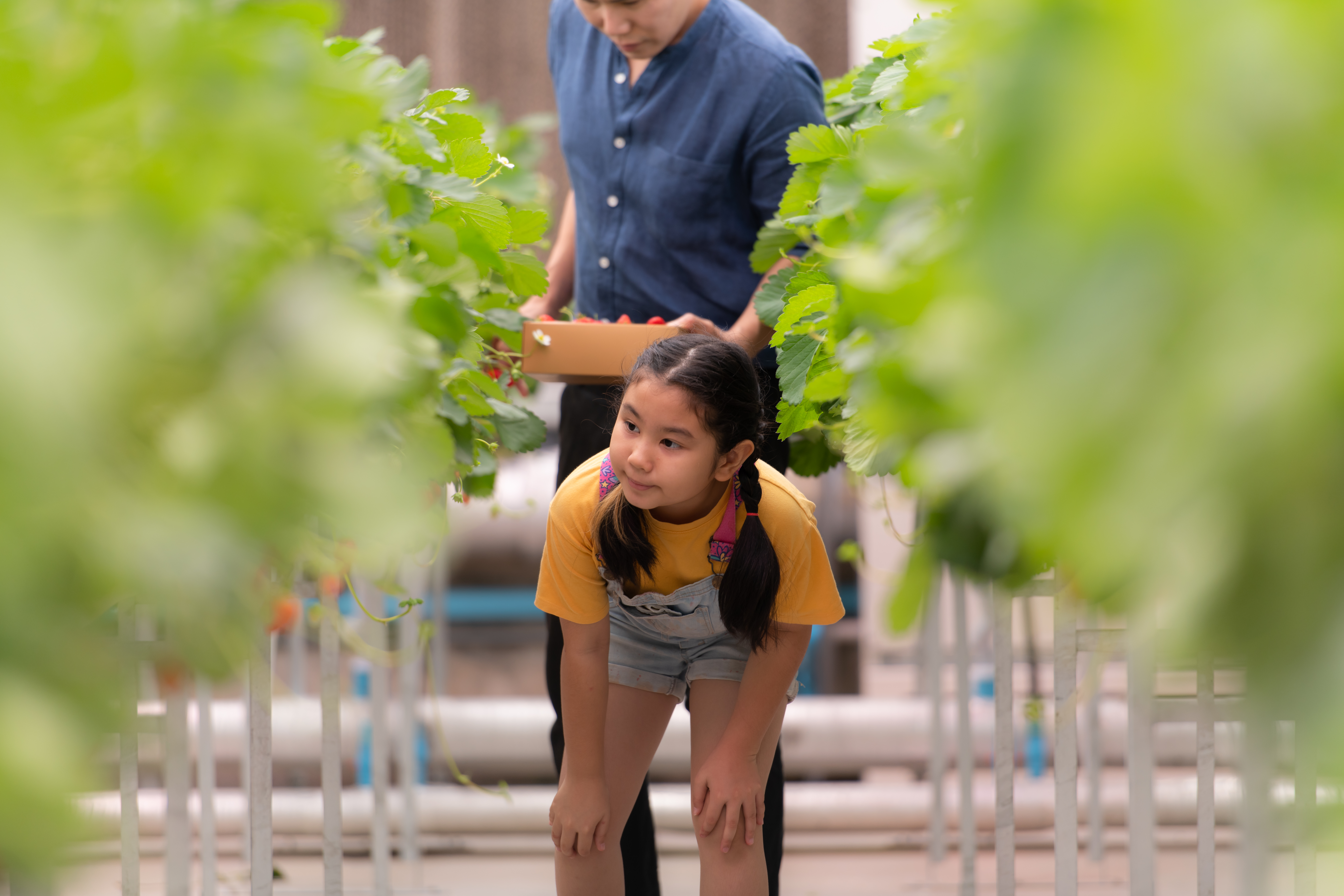 Öğrenciler İçin Basit Topraksız Tarım Deneyleri