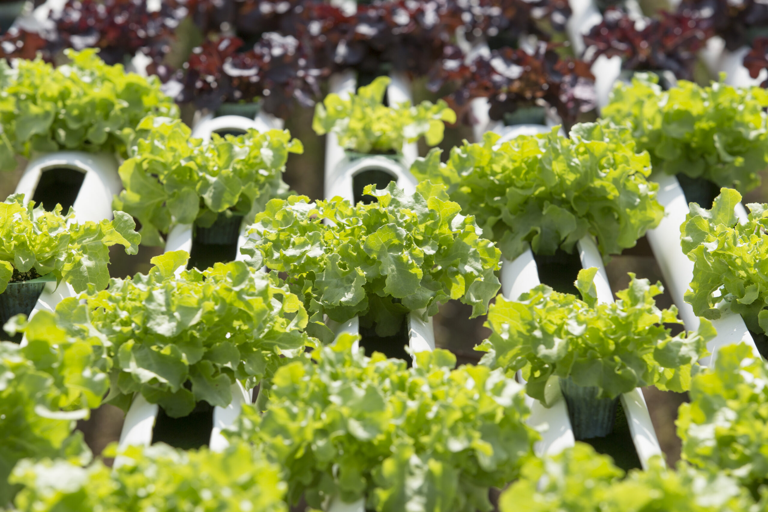 Balkon ve teraslarda topraksız tarım ile kendi sebzenizi yetiştirin. Küçük alanlarda verimli üretim için pratik uygulama önerilerini keşfedin.